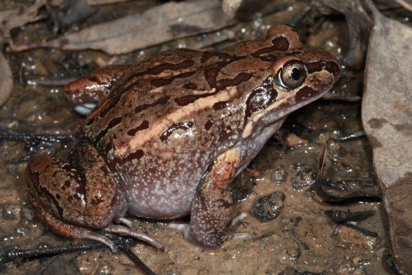 Limnodynastes salmini