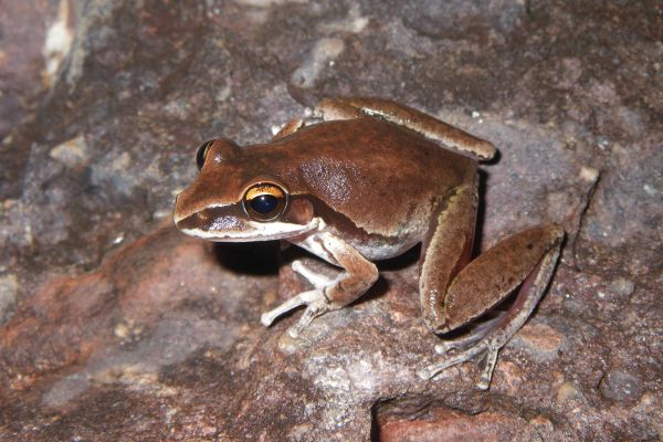 Litoria personata