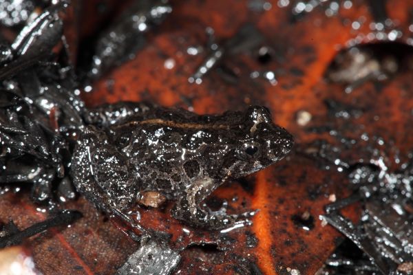 Crinia glauerti