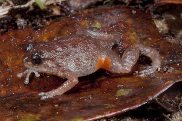 Cophixalus concinnus