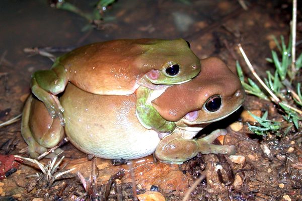 Litoria caerulea