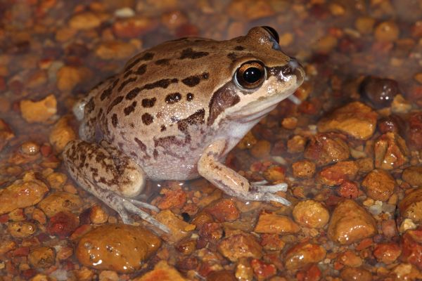 Cyclorana maini