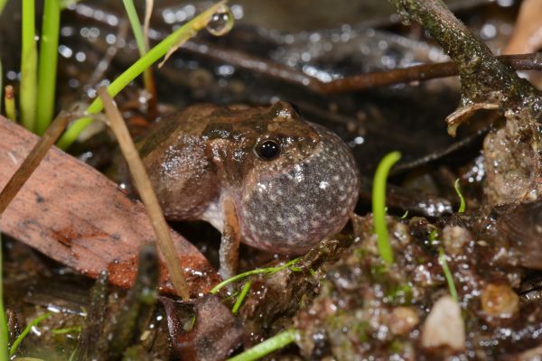 Crinia deserticola