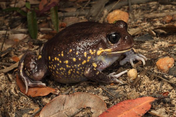 Heleioporus australiacus