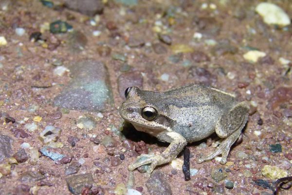 Litoria paraewingi