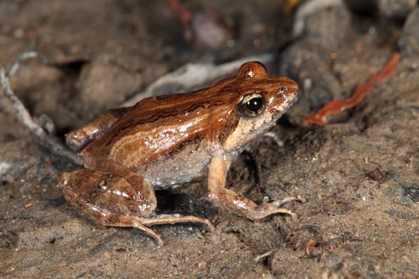 Crinia signifera