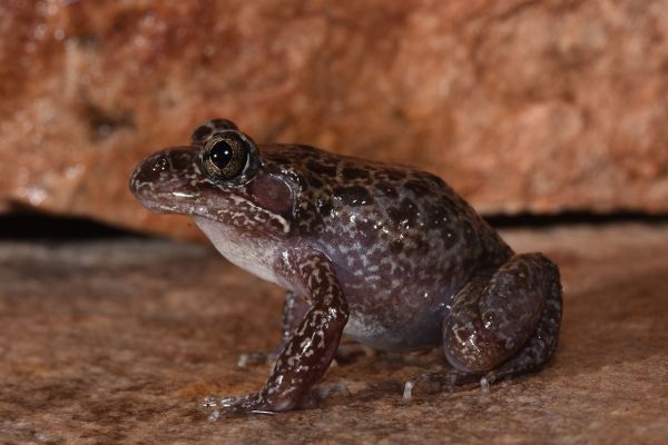 Limnodynastes lignarius