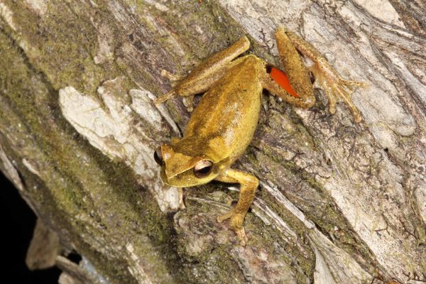 Litoria corbeni