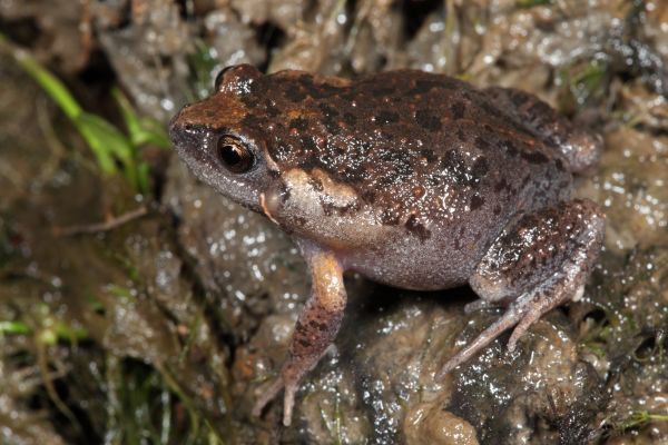 Uperoleia laevigata