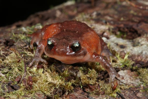 Cophixalus neglectus