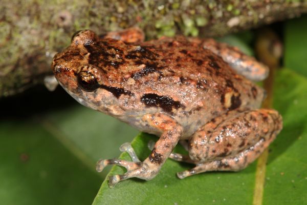 Cophixalus ornatus