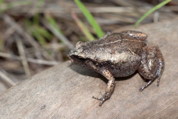 Austrochaperina gracilipes