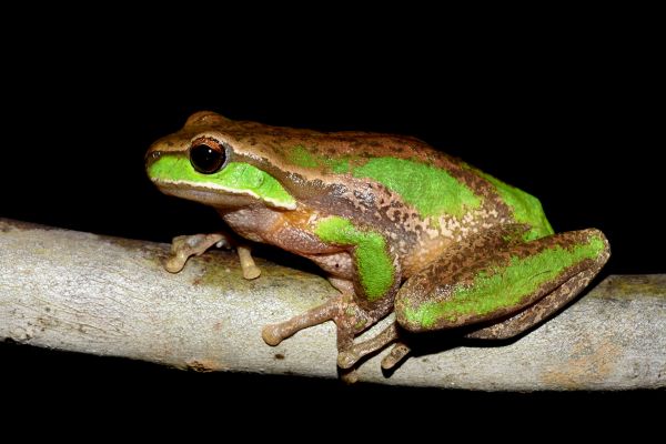 Litoria daviesae