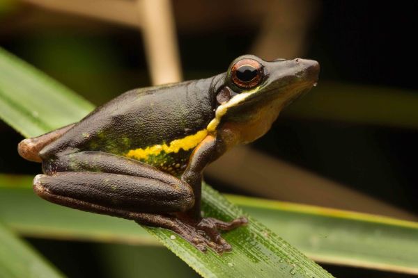 Litoria olongburensis