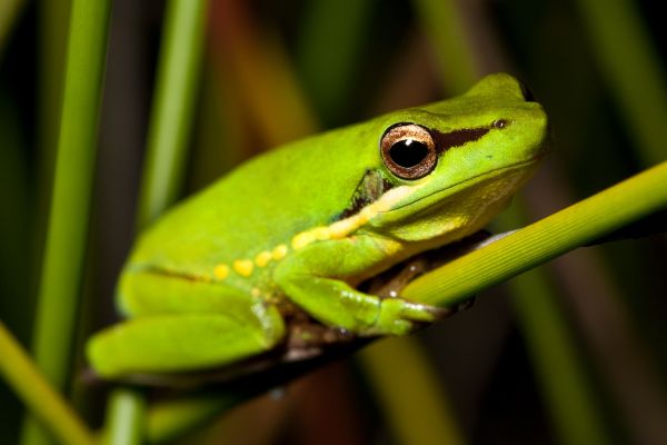 Litoria olongburensis