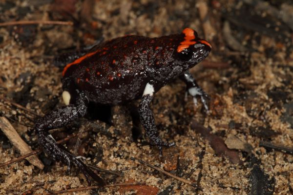 Pseudophryne australis