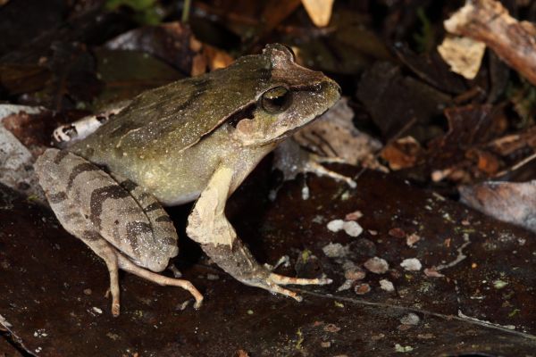 Lechriodus fletcheri