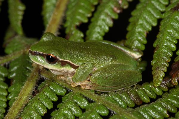 Litoria pearsoniana