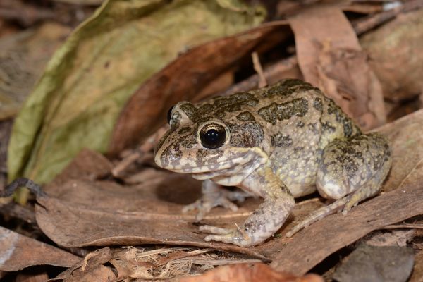 Limnodynastes convexiusculus