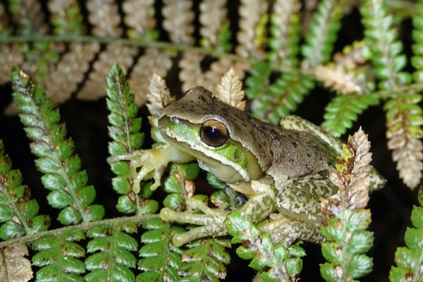 Litoria subglandulosa