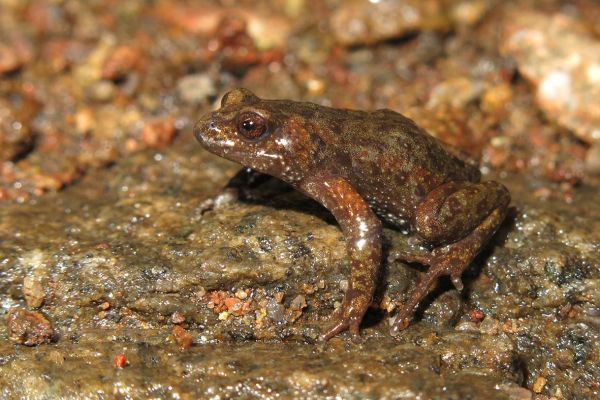 Pseudophryne robinsoni