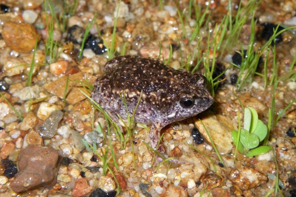 Uperoleia mimula
