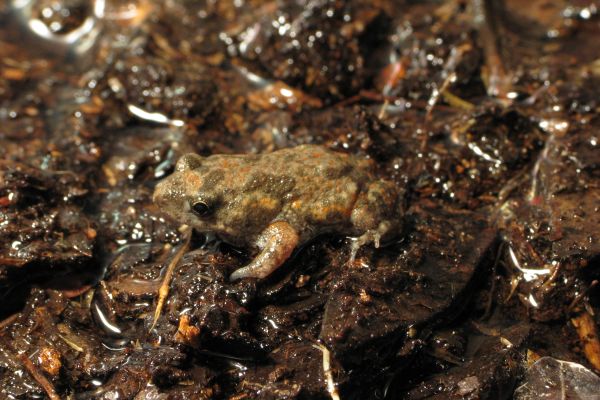 Uperoleia trachyderma