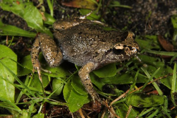 Geocrinia laevis