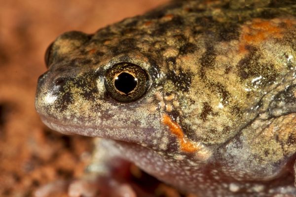 Uperoleia saxatilis