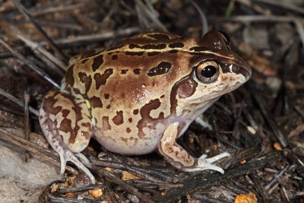 Cyclorana brevipes