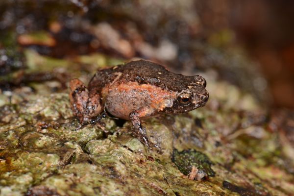 Cophixalus monticola
