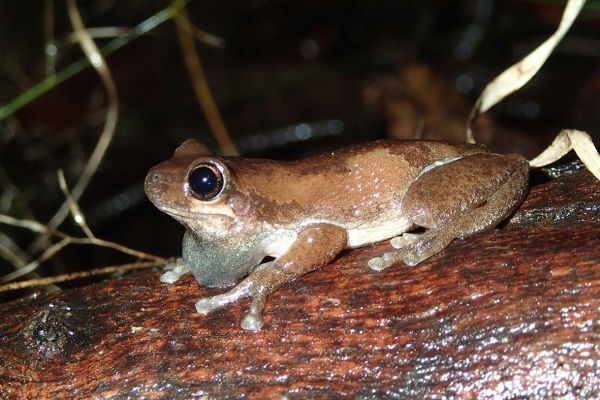 Litoria balatus