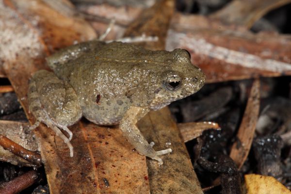 Crinia subinsignifera