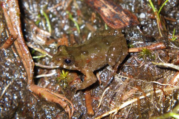 Crinia subinsignifera