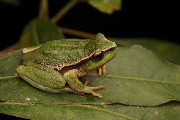 Litoria nudidigitus