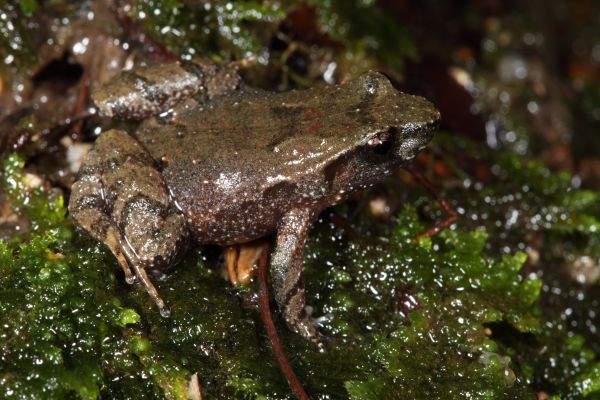 Taudactylus liemi