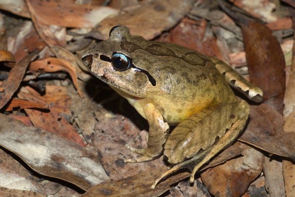 Mixophyes balbus