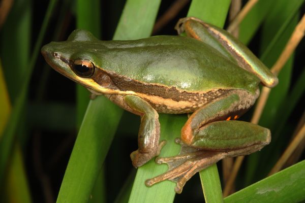 Litoria adelaidensis