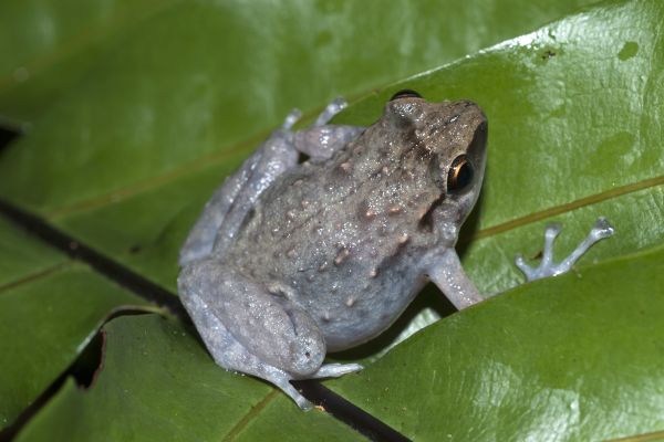 Cophixalus kulakula