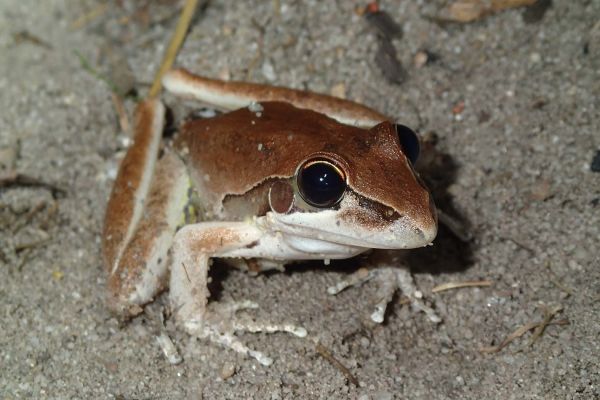 Litoria spaldingi