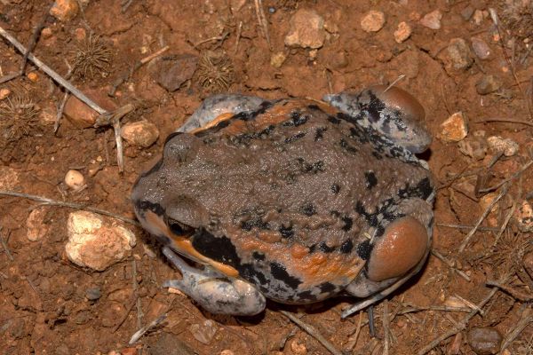 Limnodynastes interioris