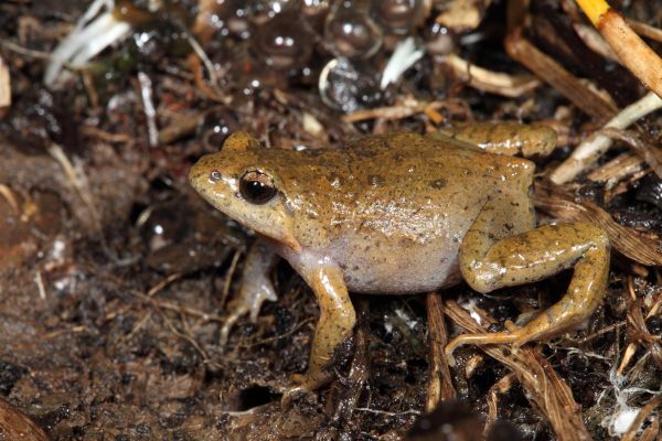 Geocrinia victoriana
