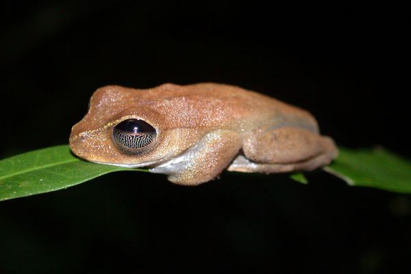 Litoria dayi