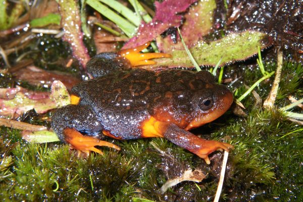 Spicospina flammocaerulea