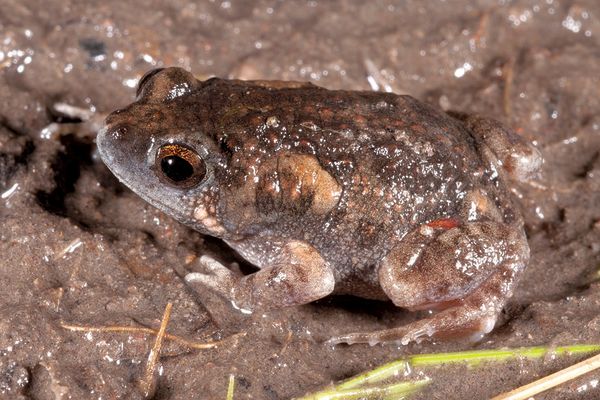 Uperoleia arenicola