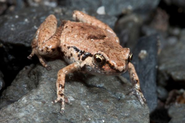 Cophixalus bombiens