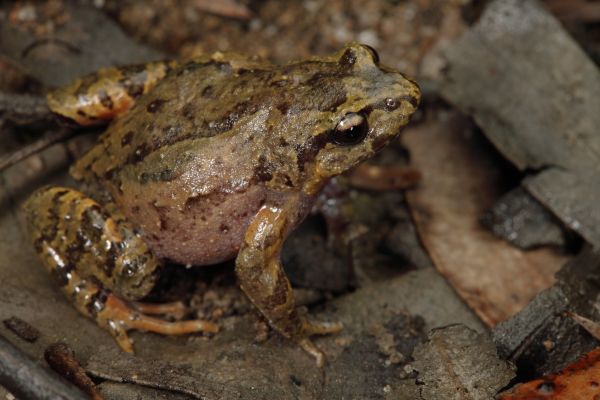 Geocrinia victoriana