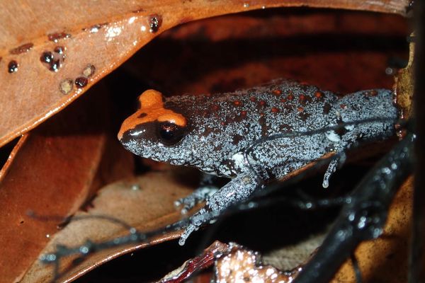 Pseudophryne australis
