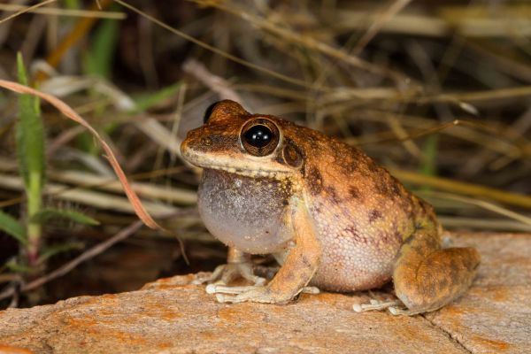 Litoria staccato