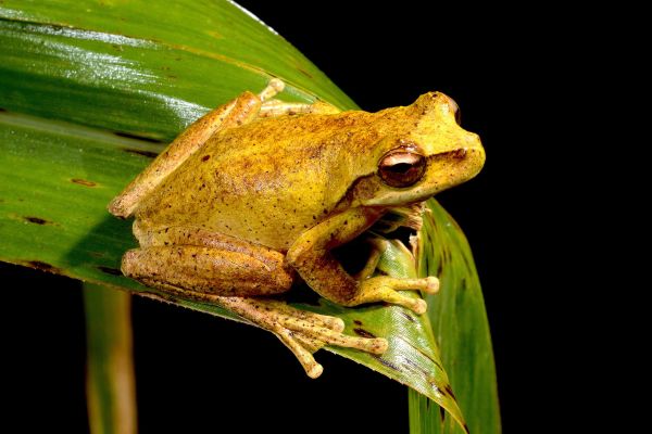 Litoria corbeni